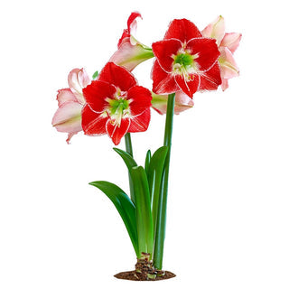 Silver Dream Amaryllis Seeds